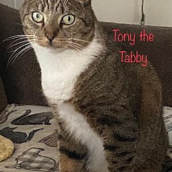 Photo of Tony the Tabby
