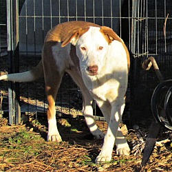 Photo of NELLIE KATE