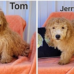 Thumbnail photo of TOM or JERRY Mini goldendoodles #1