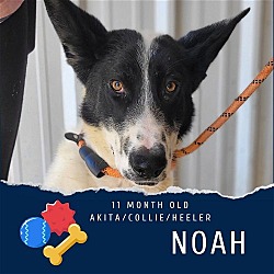 Thumbnail photo of Noah #4