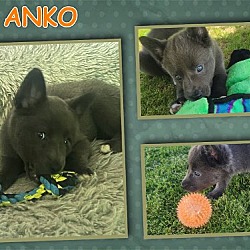 Photo of ANKO
