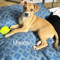 Photo of Marion
