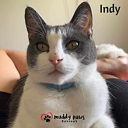 Photo of Indy (Courtesy Post)