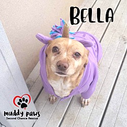 Photo of Bella (Courtesy Post)