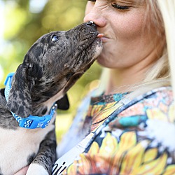 Thumbnail photo of Catahoula puppies - purebred #4