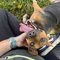 adopt a pet