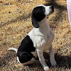 Southbury, CT - Beagle/Pointer. Meet Softball ~ meet me! a Pet for ...