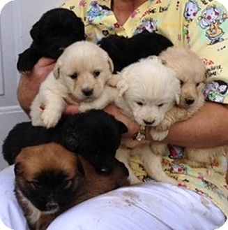 Orland Park Il Labrador Retriever Meet Lab Puppies Male A Pet For Adoption