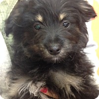 Cranford, NJ - Schnauzer (Miniature). Meet Beau a Pet for Adoption.