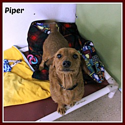 Thumbnail photo of Piper #1