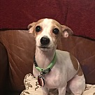 Italian Greyhound Puppies - Rescue and Adoption Near You