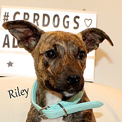 Thumbnail photo of Riley ~ meet me! #2
