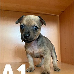Thumbnail photo of A1 - Tahini Pup #4