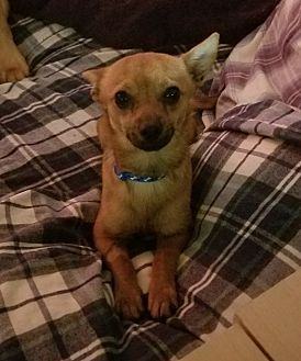 sentinel spectrum petsmart