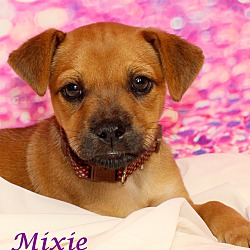 Thumbnail photo of Mixie~adopted! #3