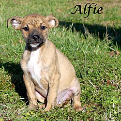 Thumbnail photo of Alfie ~ meet me! #4
