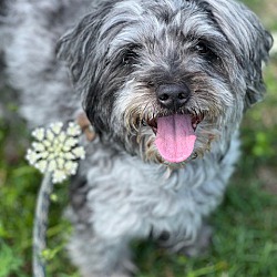 Miniature schnauzer havanese store mix