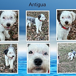 Thumbnail photo of Antigua #2