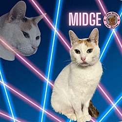 Thumbnail photo of Midge #1
