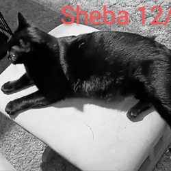 Thumbnail photo of Sheba aka Little Bit #2