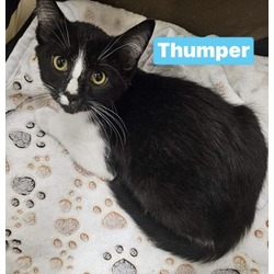 Thumbnail photo of Thumper #2