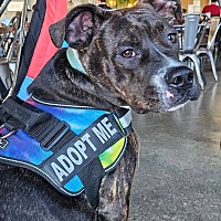 adopt a pet