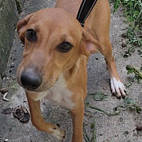 adopt a pet