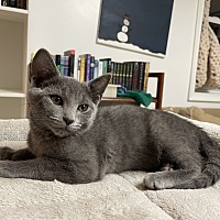 adopt a pet