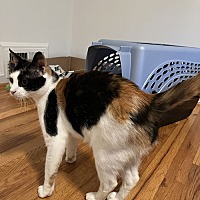 adopt a pet