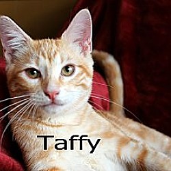 Thumbnail photo of Taffy #4