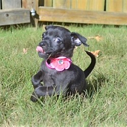 Thumbnail photo of Onyx ~ ADOPTED! #2
