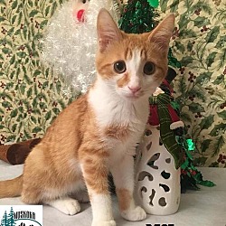 Thumbnail photo of Mikey - Adopted January 2017 #2