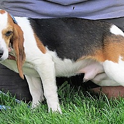 Thumbnail photo of Bob the Beagle #2