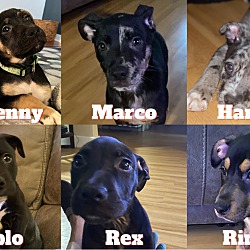 Photo of Pit Mix Puppies
