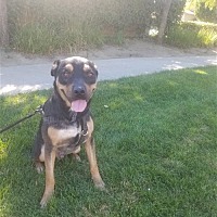 adopt a pet