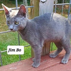 Thumbnail photo of JimBo #3