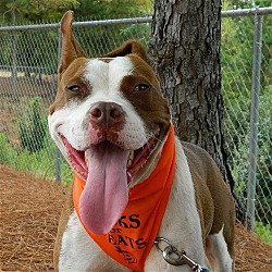 Thumbnail photo of Butch**ADOPTED** #1