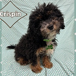Thumbnail photo of Crispin #1