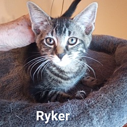 Photo of Ryker
