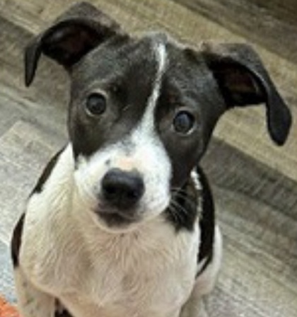 Photo of Shiloh (Bessie) (Cocoa Adoption Center)