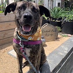 Photo of Sadie lab Shep