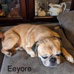 Thumbnail photo of Eeyore #3