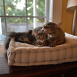 Thumbnail photo of Peaches - Sweet Tabby Kitten #3