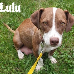 Thumbnail photo of Lulu #1