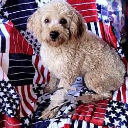 Thumbnail photo of MARTINA Mini Goldendoodle #2