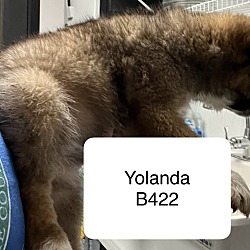 Thumbnail photo of Yolanda B422 #2