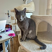adopt a pet