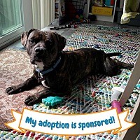 adopt a pet