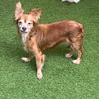 adopt-pet