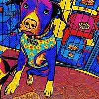 adopt a pet